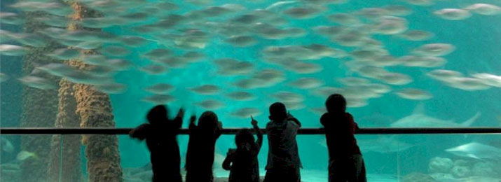 Save 10% Off Audubon Aquarium Tickets